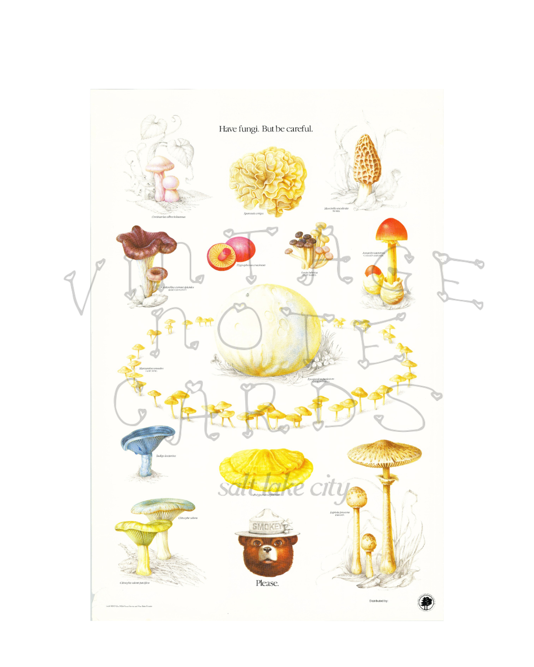 Smokey The Bear "Have Fun-gi" Vintage Mushroom Print