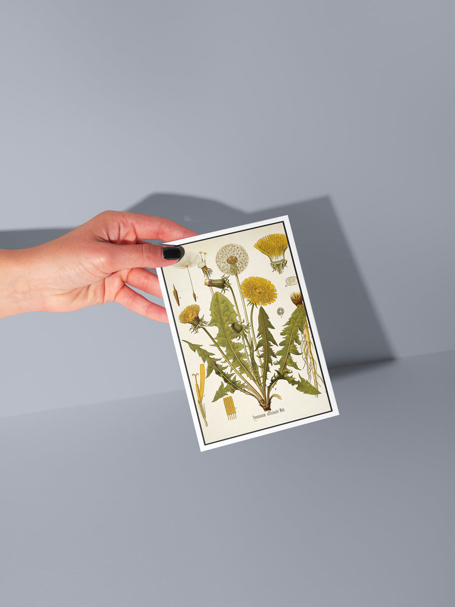 Dandelion Season Notecard Set