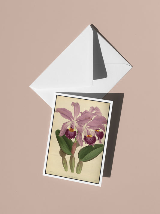 Blooming Iris Botanical Notecard Set