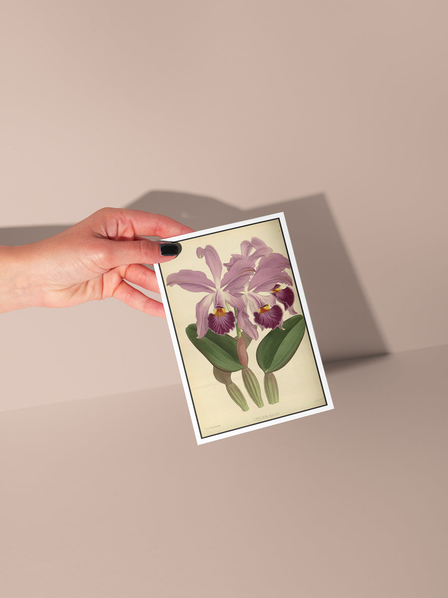 Blooming Iris Botanical Notecard Set