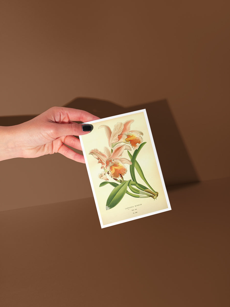 Sunset Bloom Botanical Notecard Set