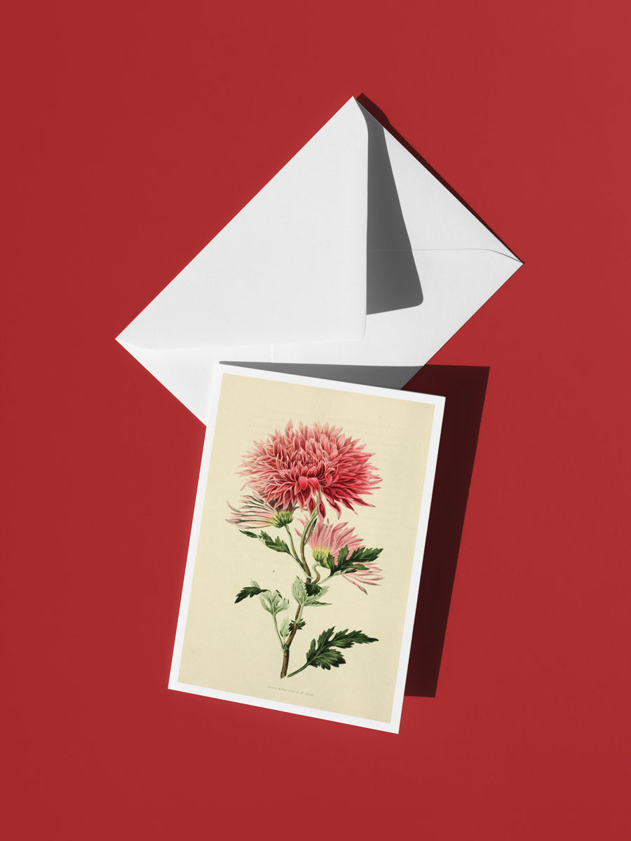 Blushing Dahlia Botanical Notecard Set