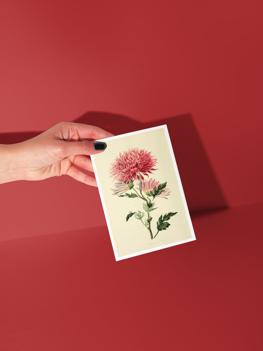 Blushing Dahlia Botanical Notecard Set